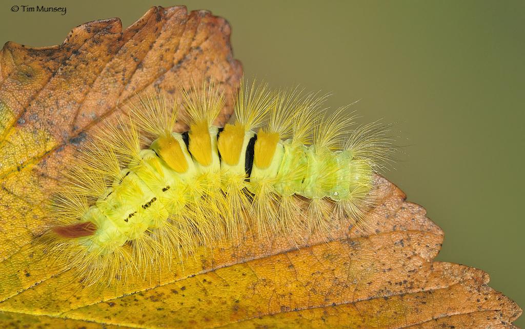 Pale Tussock Moth Catapillar 100909_2.jpg